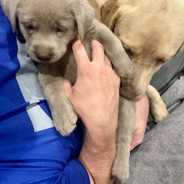 Dilute Retriever Puppies from Summer Lovin’ Labradors of Southern