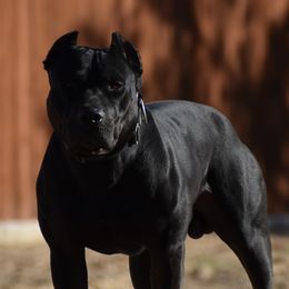 Mack - American Bully