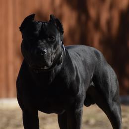 Mack - American Bully