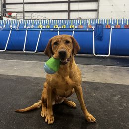 Labrador Retriever All Grown Up from Prairie State Labs