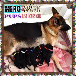 ALPHA - Black and red male German Shepherd puppy in Murrieta, California from Diamond Oaks German Shepherds