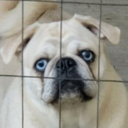 Lemon - Pug