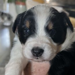 Bandit - Australian Shepherd puppy from KMooreAussies