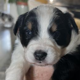 Bandit - Australian Shepherd puppy from KMooreAussies
