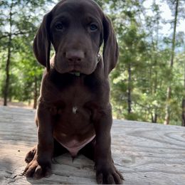 German Shorthaired Pointer Puppies from Kahaka Kennels
