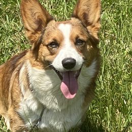 Brie - Cardigan Welsh Corgi