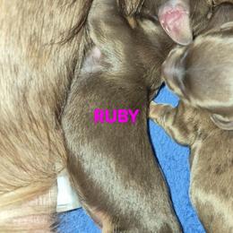 Girl 2 - Chocolate and cream female Dachshund puppy in Antlers, Oklahoma from MoMo's Dachshunds