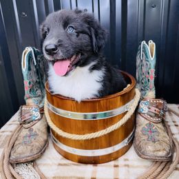 Mo - Black & white male Australian Shepherd puppy in Texas from Legendary Canines