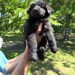 Female 3 ( female prices 2800 to 4000  on this litter) - Black female German Shepherd puppy in Dallas, Texas from Sam's Highest Quality Shepherds