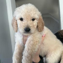 Steph - Cream male Goldendoodle puppy in Warren, Michigan from Annette Patterson