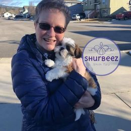 Shih Tzu Puppies from Shurbeez Shih Tzu