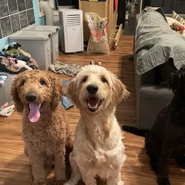 Bernedoodles and Goldendoodles from Oodles of joy