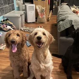 Bernedoodles and Goldendoodles from Oodles of joy