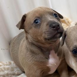 Blue fawn tuxedo - Blue fawn and white male Teddy Roosevelt Terrier puppy in Little Elm, Texas from Stone's Teddy Roosevelt Terrier's