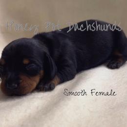 Emaline - Black and tan female Dachshund puppy in Glen Saint Mary, Florida from 🍯 Honey Pot Dachshunds 🐾