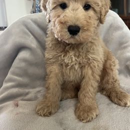 Duke - Cream male Goldendoodle puppy in Lowville, New York from Adirondack Labradoodles
