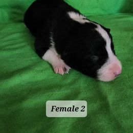 Border Collie Puppies from Blue Cypress Stock dogs
