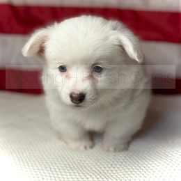 Pembroke Welsh Corgi Puppies from Hayday Ranch Corgis