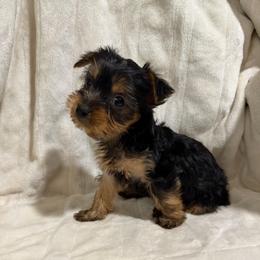 Girl 3 - Black and gold female Yorkshire Terrier puppy in Pomona, California from Cristian's Yorkshire Terriers