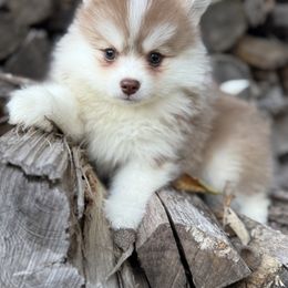 Glitter - Chocolate female Pomsky puppy in Staples, Minnesota from Ritzy Puppies