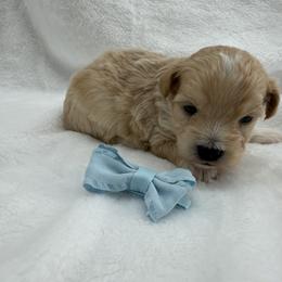 Boy 2 - Apricot male Maltipoo puppy in Denair, California from 209PuppiesCaliforniaMaltipoo