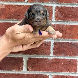 Ice Cream - Purple - Merle female Bernedoodle puppy in Charleston, South Carolina from Palm Belle Doodles