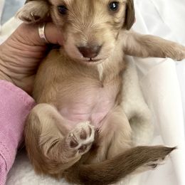 Dachshund Puppies from STORIED DOXIES