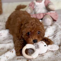 Daphne - Red  female Poodle puppy in North Port, Florida from Noble Pets