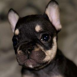 French Bulldogs from Royal Kingdom Bulldogs