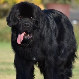 Newfoundland puppies from Meriwether Newfoundlands