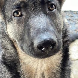 German Shepherd Puppies from Shenango Valley Shepherds