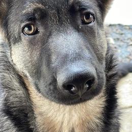 German Shepherd Puppies from Shenango Valley Shepherds