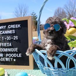 Dewey - Blue male Poodle puppy in Hopkins, Missouri from Mowry Creek Mini Aussiedoodles and More