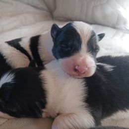 Border Collie Puppies from Kait Standal