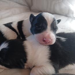 Border Collie Puppies from Kait Standal