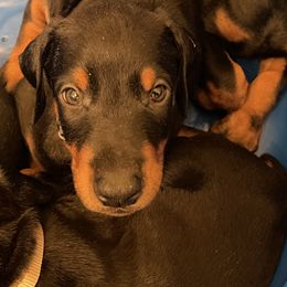 Dachshund and Doberman Pinscher Puppies from Cornerstone Dobermans and Dachshunds