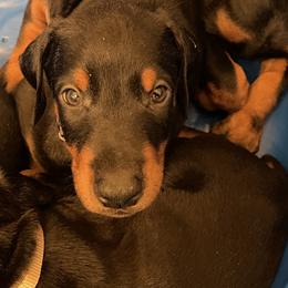Dachshund and Doberman Pinscher Puppies from Cornerstone Dobermans and Dachshunds