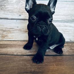 French Bulldog, Mal-Shi, and Morkie Puppies from Woodpecker Ridge Pups