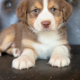 Jennie-has tail-many videos - Red tri-color female Australian Shepherd puppy in Troy, South Carolina from Australian Shepherds of 3/W Farms
