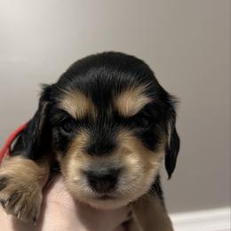 Oreo   AKC   PRA  CLEAR - Black and cream female Dachshund puppy in Miami, Florida from Maitime Dachshund