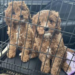 Cavapoo puppies from Regal Cavaliers