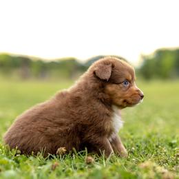 Buck - Red tri male Miniature Australian Shepherd puppy in Yantis, Texas from Marie Mini Aussies