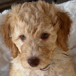 Roxie - Red  female Goldendoodle puppy in Maricopa, Arizona from AZ Designer Goldendoodles