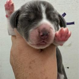 Ketty - Blue tan and white female Beagle puppy in Rogersville, Missouri from Hales Little Beagle Haven