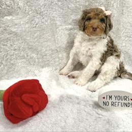Clara - female Golden Mountain Doodle puppy in Victoria, Texas from Deidre's Doodles