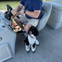 Aussiedoodle, Bordoodle, Goldendoodle, Irish Doodle, Labradoodle, and Poodle Puppies from Sugar Camp Canine - Maxwell