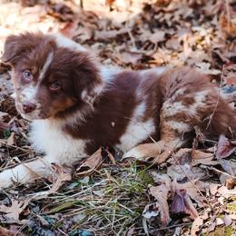 Noelle - Red merle female Australian Shepherd puppy in Silex, Missouri from Small Town Australian Shepherds