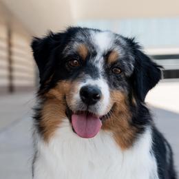 Lux - Miniature American Shepherd
