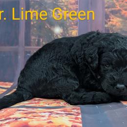 Goldendoodle, Golden Retriever, Labradoodle, and Labrador Retriever Puppies from Robertson's Retrievers and Doodles