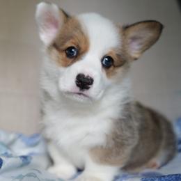 Pembroke Welsh Corgi puppies from Archer's Corgis